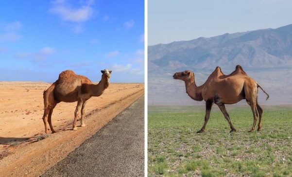 Qual A Diferen A Entre Camelos E Dromed Rios Fotos Mapa