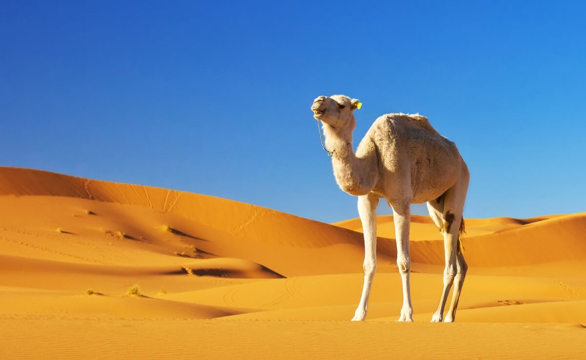 Deserto do Saara em Marrocos