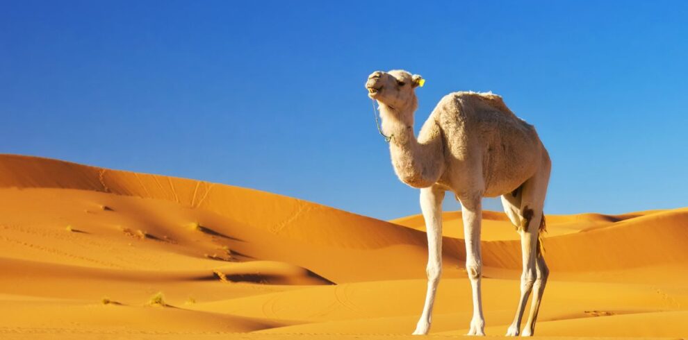 Deserto do Saara em Marrocos