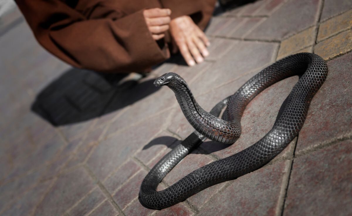 Encantadores de serpentes em Marraquexe