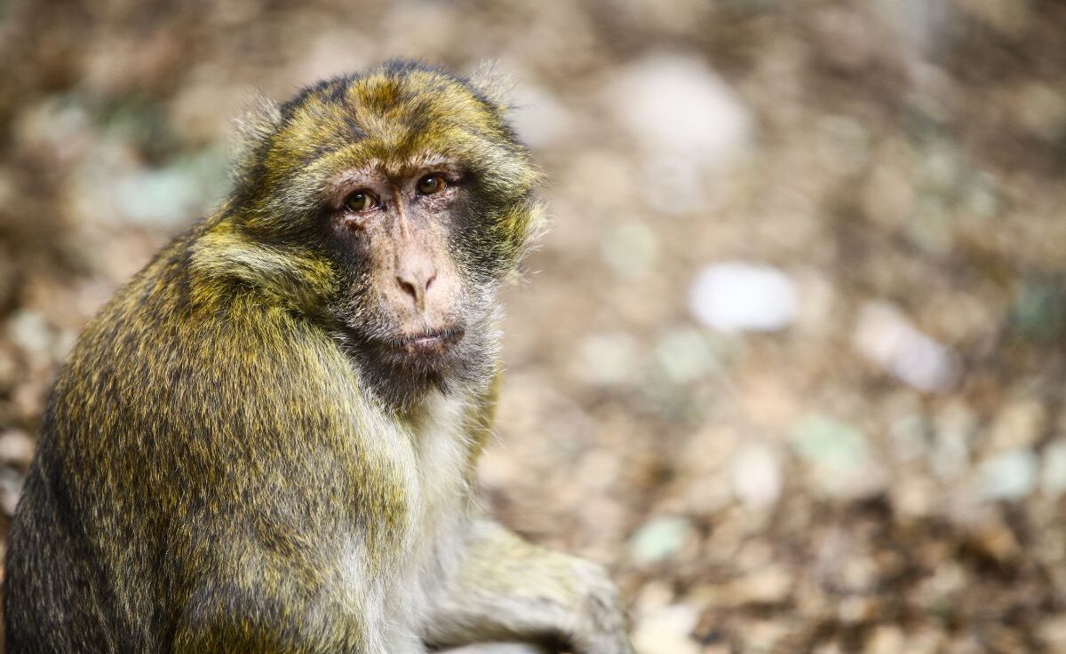 Macacos em Marrocos