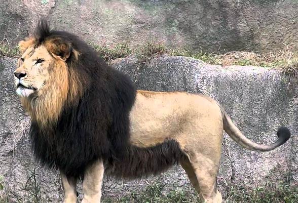O Leão do Atlas - A maior de todas as subespécies de leão leao Acerca de Marrocos